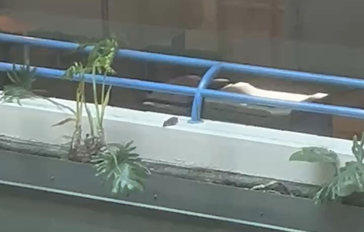 A Rodent in MUN’s Arts and Administration Building